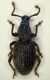 Otiorrinco S.Martino 3.1mm.JPG