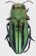 Chrysobothris_purpureovittata_TX_McMullen_Nueces_River_21-IX-1985_5,8mm_grey.jpg