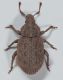 Trachyphloeus-cf-fusciscapus-Up.jpg