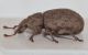Trachyphloeus-cf-fusciscapus-lateral.jpg