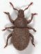 Trachyphloeus-maschio-up.jpg
