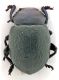 Comb1176_54crc.jpg