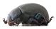 Comb1178_51crc.jpg