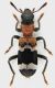 Thanasimus_Maccarese_18-XI-2013_7,4mm_grey.jpg
