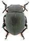 Comb1179_46crc5.jpg