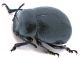 Comb1180_55crc5.jpg