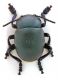 Comb1183_52crc.jpg