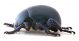 Comb1185_59crc.jpg