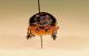 stackscarab02.jpg