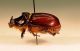 stackscarab03.jpg