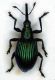 apioniderid.jpg