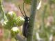 Musaria_Campo_Felice_30-VI-2006_f06.JPG