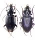 Agonum.jpg