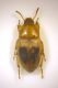 Phaleria acuminata copia.jpg