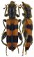 Trichodes-sp--GR-78155-69.jpg