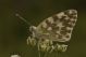 pontia edusa 015.jpg