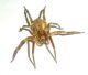 Tegenaria 02.jpg