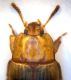 Phaleria sp copia.jpg