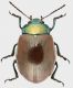 Chrysolina_polita_Settebagni_25-XI-2013_9mm_grey.jpg