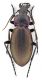 Comb1206_24crc.jpg