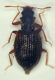 Latrid  Porporana 1.8mm.JPG