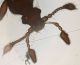 Pselaphydae_Casape_8-II-2010_b_testa.jpg