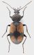 Panagaeus_Settebagni_25-XI-2013_F_8,6mm_gey.jpg