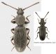 Cucuioideo_Settebagni_25-XI-2013_3,3mm_grey.jpg