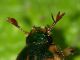 antenne_Cineto_23-VII-2009_OL26.JPG