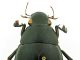antenne_Hydrous_piceus_Maccarese_m_9-II-1985_46mm.jpg