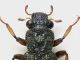 antenne_Hydraena_Formello_6-IX-2012_2,6mm_grey.jpg