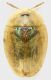 Cassida_Settebagni_25-XI-2013_5,2mm_grey.jpg
