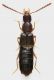 Staphylinidae_Settebagni_25-XI-2013_08_3,2mm_grey.jpg