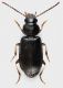 Carabidae_Settebagni_25-XI-2013_08_3,7mm_grey.jpg