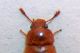 typhaea a.jpg