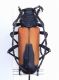 Cerambyx sp. 002.jpg