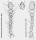 helferi - tristis.jpg