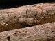 SanGregorio_ginestra_7-IV-2009_F03.jpg