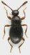 Scydmaeninae_Settebagni_25-XI-2013_01_1,35mm_grey.jpg