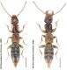 Micrillus pubipenne (Fairmaire, 1860).jpg