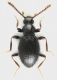 Scydmaeninae_Settebagni_25-XI-2013_02_1,35mm_grey.jpg