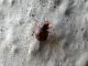 Coccinellidae Giardino RE 18-10-13 613x.jpg