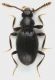 Scydmaeninae_Settebagni_25-XI-2013_03_1,5mm_grey.jpg