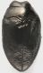 Trachys_puncticollis_rectilineata_Settebagni_25-XI-2013_2,5mm_grey.jpg