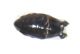 pupa ingrandita.jpg