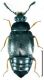 Proteinus ovalis Stephens, 1834.jpg