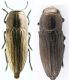 Sphenoptera sculpticollis.jpg