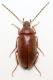 Alleculidae 2 a.jpg