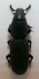 Scolytidae a.jpg