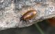 Coleotteri Valsavarenche AO 29-08-13 950x.jpg